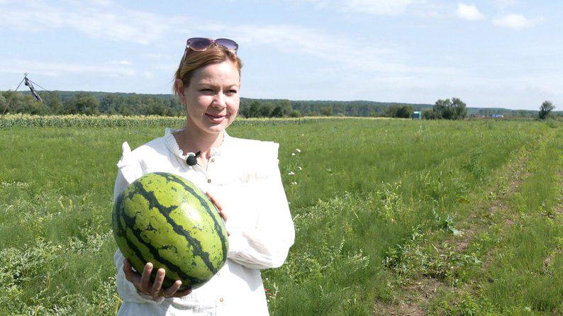 Сім'я переселенців на Прикарпатті займається вирощуванням незвичайної для цього регіону культури — кавунів. 