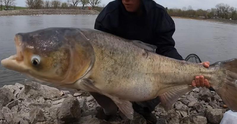 Рибалка спіймав справжнього гіганта з водойми і поділився відеозаписом свого вражаючого улову.