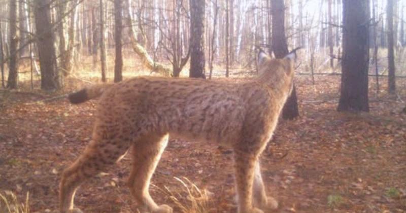 У Чорнобильському заповіднику вдалося зафіксувати унікальну зустріч двох хижих тварин: світлина