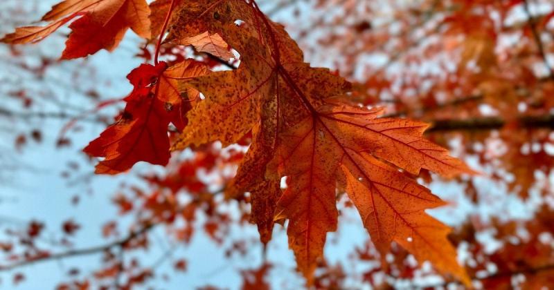 Прогноз погоди на 6 листопада: синоптики представили оновлену інформацію.