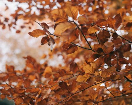 В Україні спостерігається похмура погода, у деяких регіонах можливі опади у вигляді дощу та мокрого снігу: прогноз на 16 листопада.