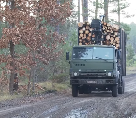 17 вагонів деревини: правоохоронці виявили значну контрабандну операцію.