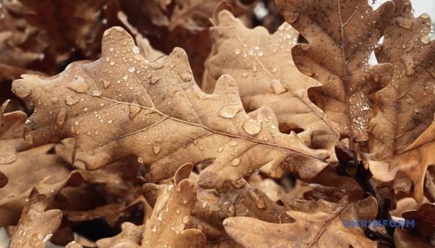 В Україні 1 грудня температура підніметься до +12°, а в окремих регіонах можливі дощі.