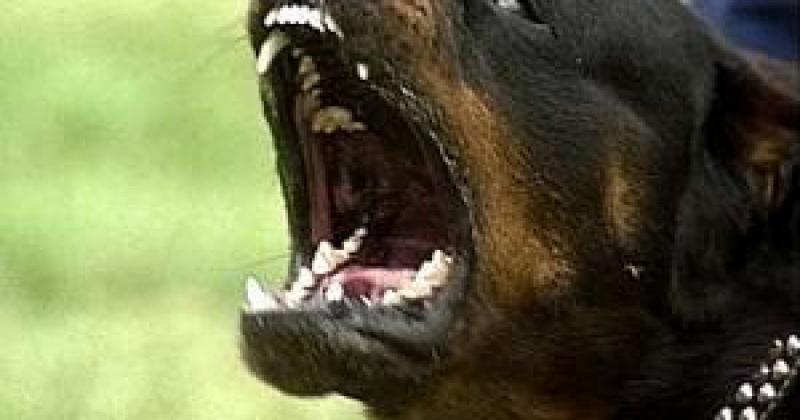 Агресивний ротвейлер без намордника укусив поліцейського під Києвом: ситуація завершилася трагічно (відео)