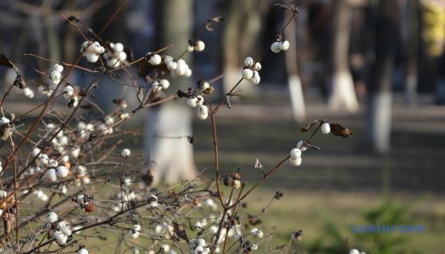 Тиждень в Україні розпочнеться з густих туманів, а температура коливатиметься в межах від 0° до +8°.