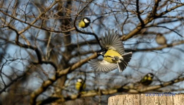 На початку тижня в Україні температура підвищиться до +13°.