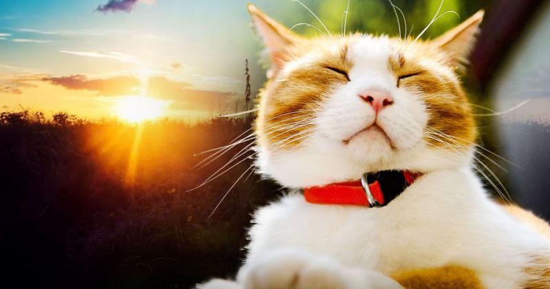 Новий антициклон охоплює територію України, приносячи з собою незвично високу температуру: метеорологи застерігають про можливі ризики (карта)