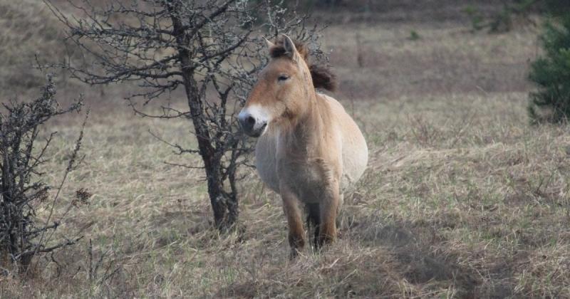 Втомлені, але виживші: як коні Пржевальського пережили зиму в зоні відчуження Чорнобиля (фото)